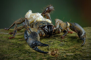 Asian forest scorpion (Heterometrus spinifer) - obrazy, fototapety, plakaty