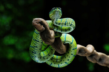 green viper snake with prey on branch