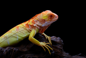 Close up photo of an albino iguana on black background