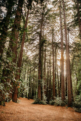 Beautiful and peaceful redwood grove in Northern California