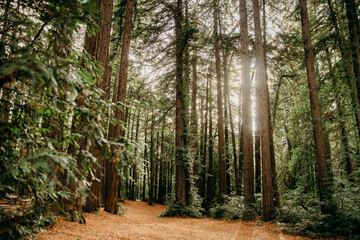 Redwood tree forest in Northern California - obrazy, fototapety, plakaty