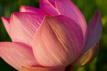 Close-up of pink water lily in bloom