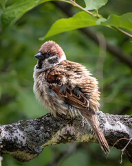 sparrow on a branch