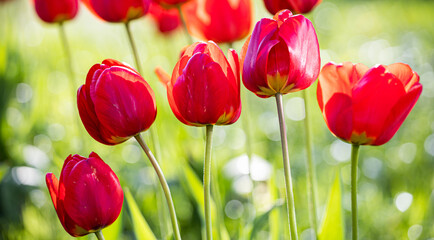 Red tulip. Field of tulips. Light green background and bokeh