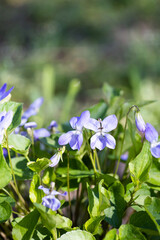 Viola. Flowers of the blue violet. A small ant on a flower. Spring flower.