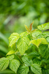 Green leaves in the garden. Young raspberry leaves