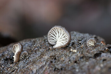 Hohenbuehelia atrocoerulea, a tiny oyster fungus from Finland, no common English name