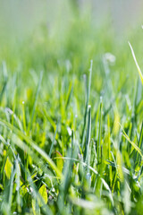 Grass in the morning. Green grass background. Lawn. Dew on the grass