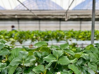 strawberry farm garden fresh strawberries