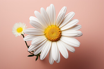 A minimalist 3D daisy with a pastel yellow center and softly curved petals.