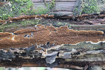 Serpula himantioides, a resupinate dry rot fungus from Finland, no common English name
