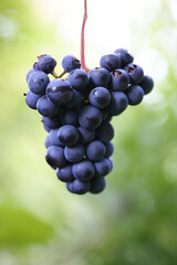 Blue grapevines and green leaves of a wine cultivar called Vitis Zilga growing in Finland