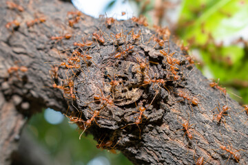 Close up group of red fire ants on green leaves in nature forest.