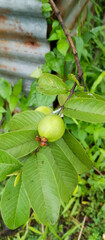Guava Fruit