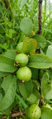 Guava Fruit