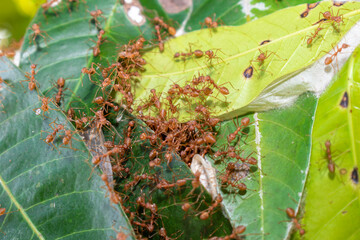Close up group of red fire ants on green leaves in nature forest.