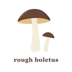 Set of large and small rough boletus mushroom. edible mushrooms.