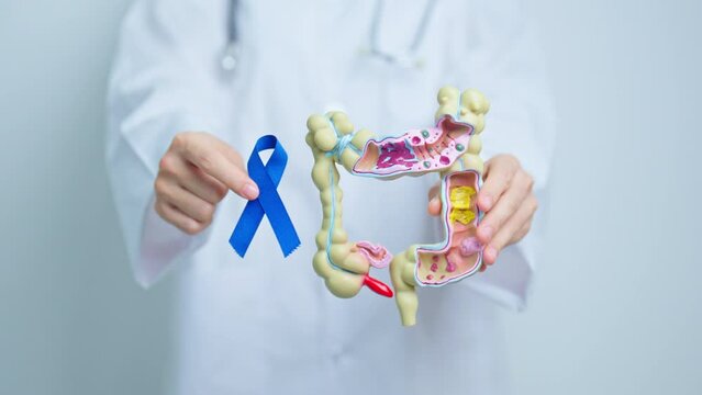 Doctor holding Blue ribbon with human Colon anatomy model. March Colorectal Cancer Awareness month, Colonic disease, Large Intestine, Ulcerative colitis, Digestive system and Health concept