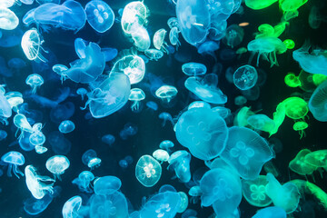 Fototapeta na wymiar Colorful Jellyfish underwater, Jellyfish moving in water. Beautiful light reflection on Jellyfish in the aquarium.