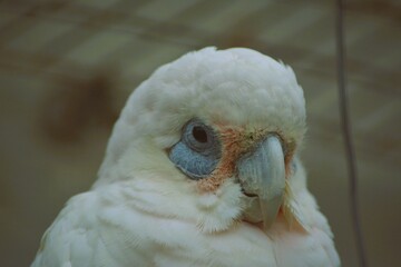 A closeup photo of a Parrot's head.