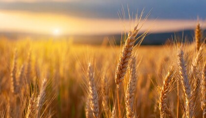 Close-up of an ear of wheat ripening in the field in the evening rays of the sun.