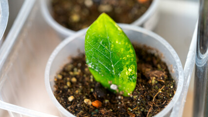 zamiokulkas is a plant propagation and breeding, Close-up Selective Focus