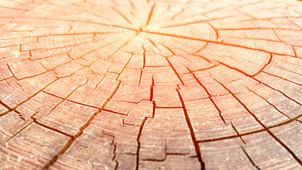 old Tree trunk texture close-up, organic texture of tree rings with close up of end grain,...