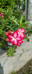 Adenium obesum Plant