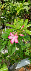 Adenium obesum Plant