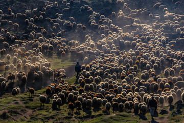 Sheep herders and their flocks go to pasture in the dust.