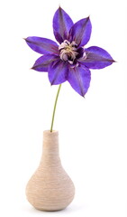 Clematis, blue flower in vase, isolated on white background. - 711303948