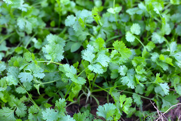 Green leaves of coriander plant in vegetables garden