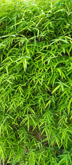 Pleioblastus Plant