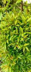 Syzygium Plant