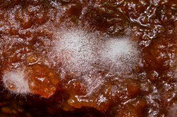 Moldy sauce in a jar, closeup of photo