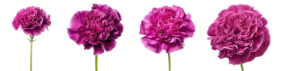 collection of pink Carnation flowers various design ,element of flowers isolated on a transparent background .. PNG, cutout, or clipping path.	