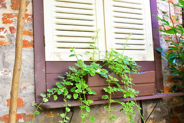 Fototapeta na wymiar Old window in wooden frame and with closed shutters, with green plants around and an old brick wall. Part of the interior of an outdoor cafe. Torun, Poland, August 2023 