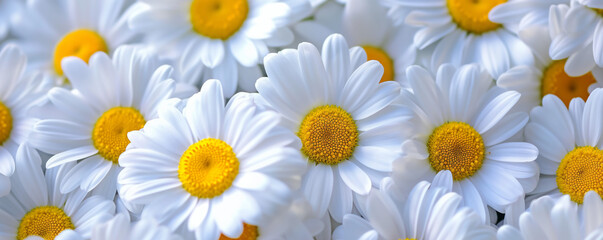 White Daisies Cluster with Sunny Yellow Centers