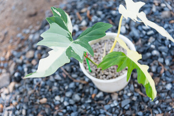 Closeup to Philodendron golden dragon varigated  