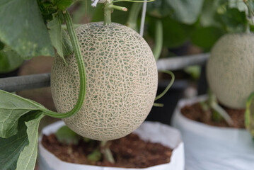 Closeup to Fresh green melon in greenhouse