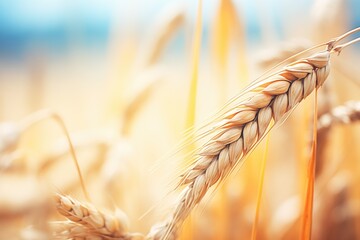 macro of barley grains used in brewing - obrazy, fototapety, plakaty
