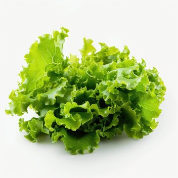Fresh green butter lettuce head isolated on white, top view
