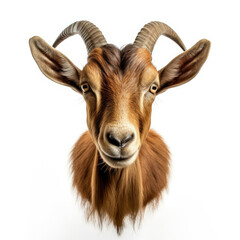 Close Up of Goats Head on White Background