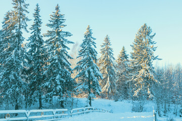 Winter snowy landscape with tall spruce trees in a forest area.