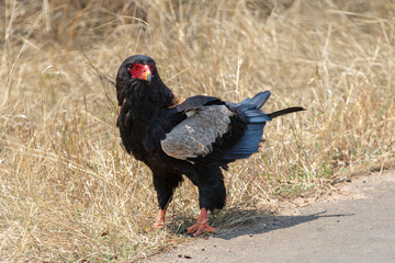 Bateleur eagle [terathopius ecaudatus] in Kruger National Park South Africa RSA