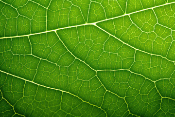 Translucent green leaf, macro, texture, background