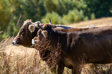 Picturesque view of cows grazing peacefully in a field, with an old farmhouse in the background