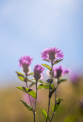 Stunning display of vibrant purple flowers against a picturesque blue sky