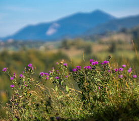 Field of vibrant purple flowers against a breathtaking backdrop of majestic mountains