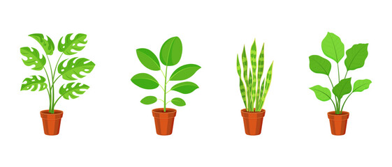 Set of indoor plants in flower pots. Vector illustration of ficus, sansevieria and calathea in flat style.